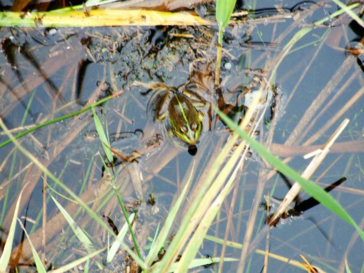 Casa Lagoa Verde Esmoriz Zewnętrze zdjęcie